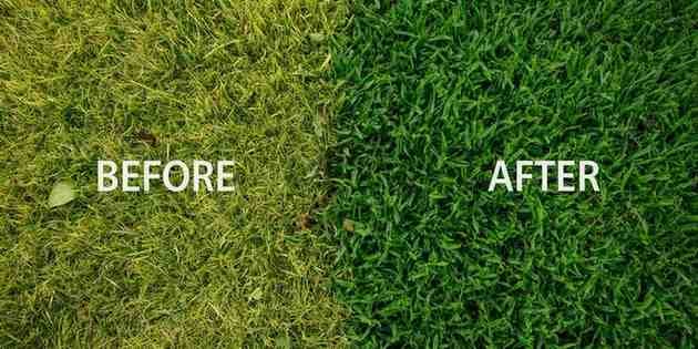 Yellow Grass problem