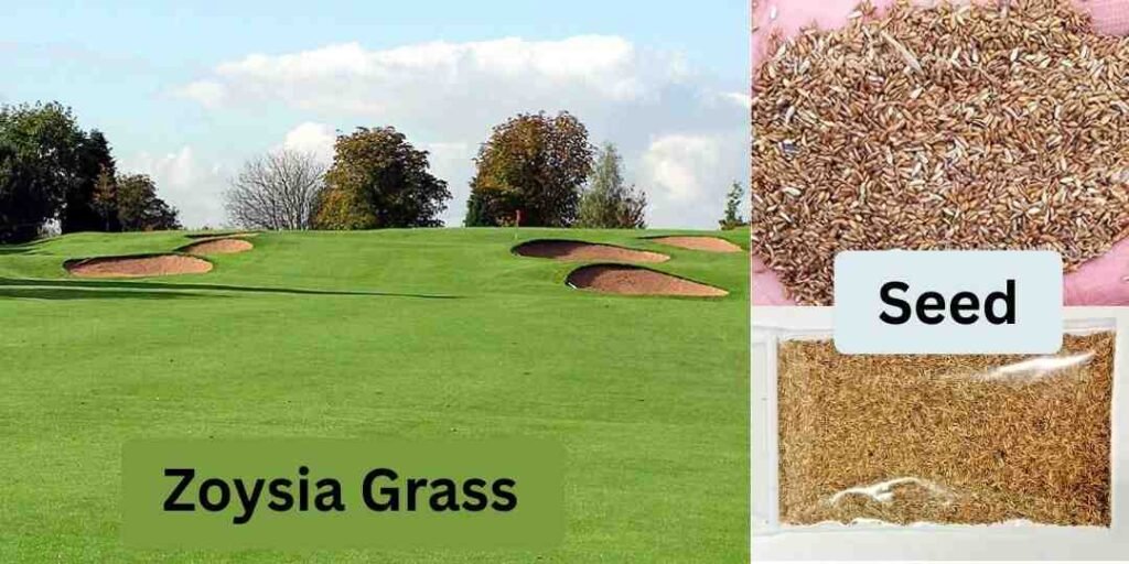 Zoysia grass and seed
