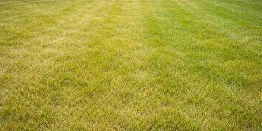 nitrogen deficiency yellow lawn 