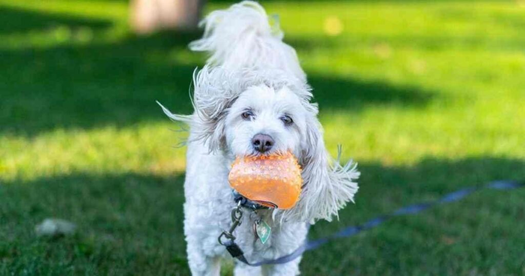 How Much Yard Space Does Your Dog Actually Need