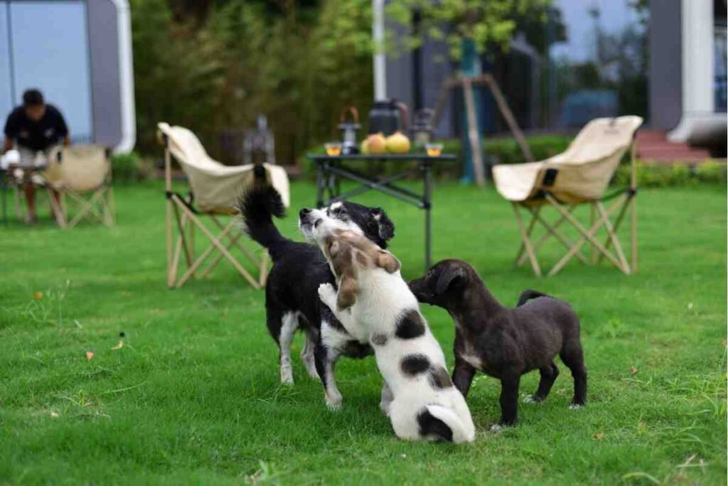lawn damage from dogs and how to protection.