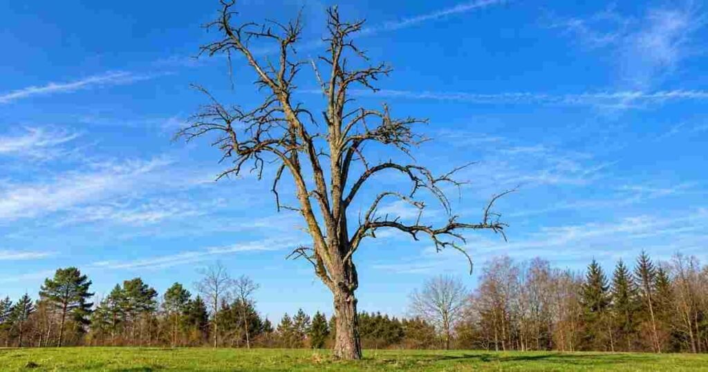 Common Tree Problems of Property Owners