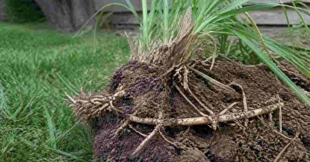 Roots