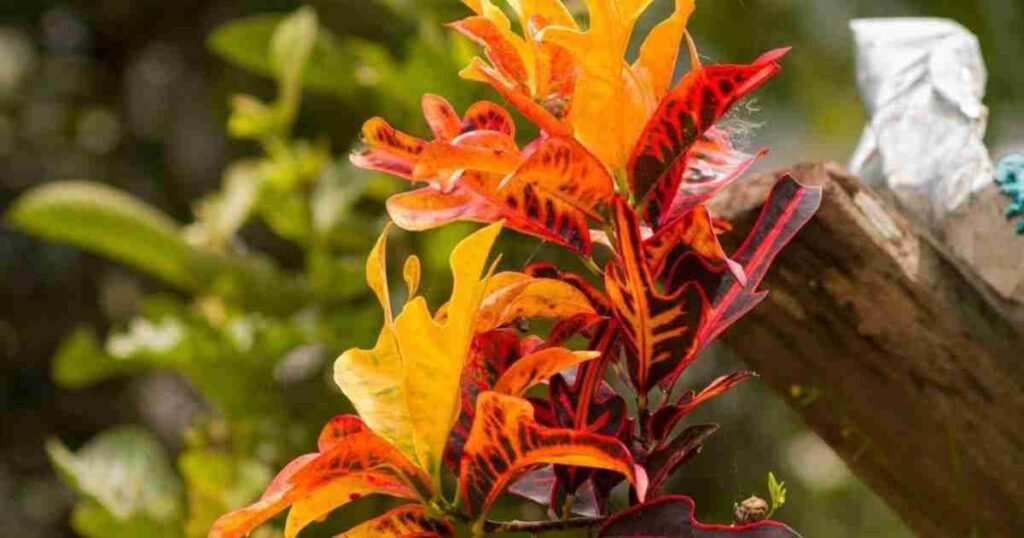 Croton Plant
