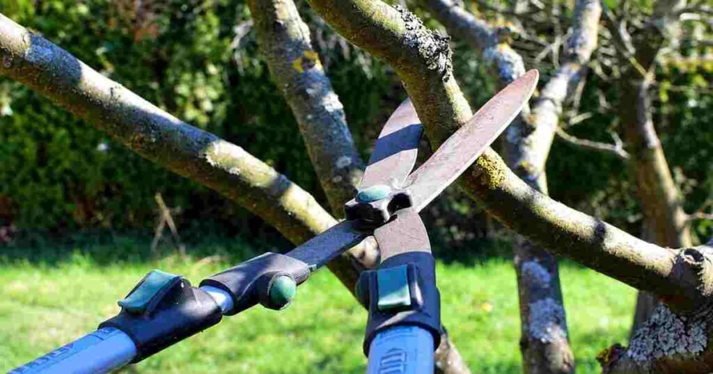 Tree Care Tips for Healthier and Safer Properties