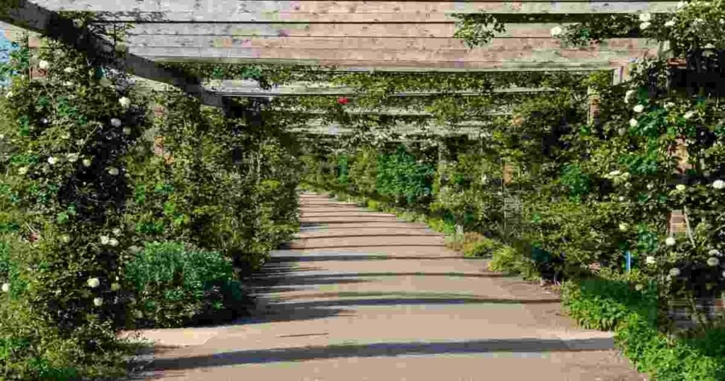 Grass grows under a pergola