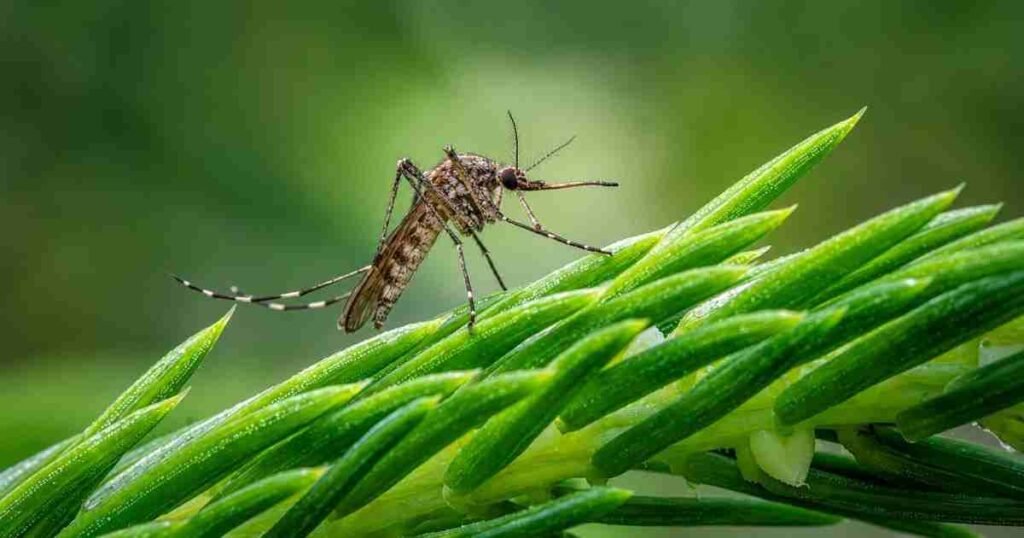 Keep Mosquitoes From Taking Over Your Yard