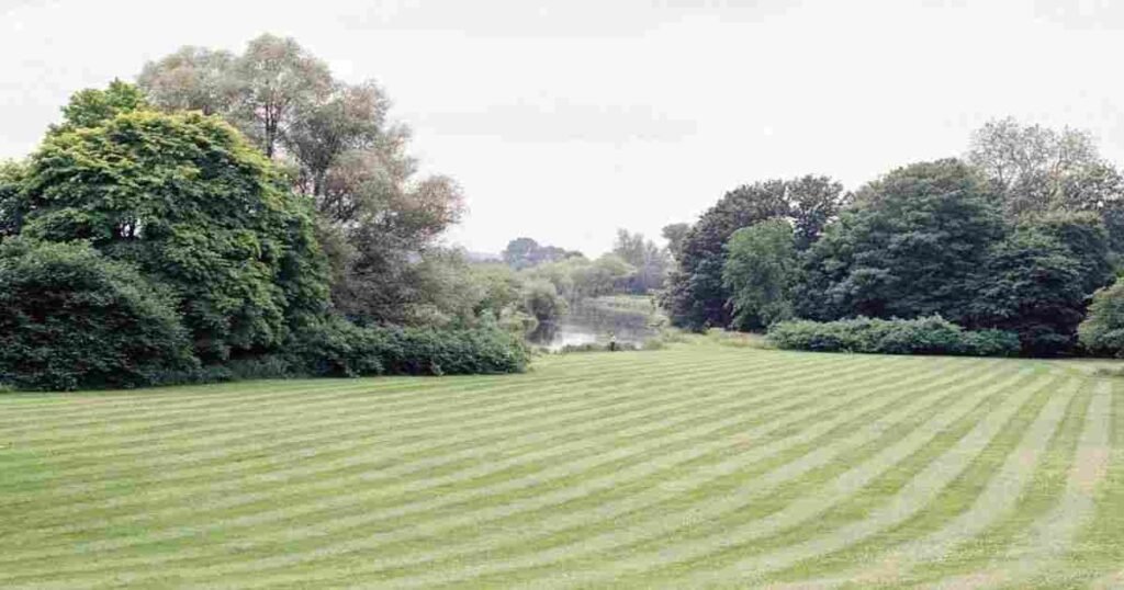 signs your lawn needs more than regular mowing